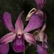 Majestic Purple Orchid