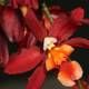 Fiery Orchid Blossom