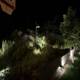 Nocturnal Garden Glow