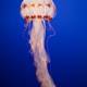 Majestic Jellyfish Encounter at Monterey Bay