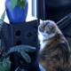 Speaker Cat and Potted Plant