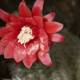 Red Rose Cactus