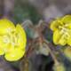 Dew-Kissed Yellow Geraniums