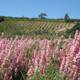 Lupins and Vineyards