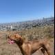 City-scape Canine