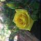 The Radiant Yellow Rose