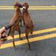 Two Canine Pals Stroll down the Tarmac