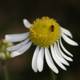 A Bee on a Daisy Flower