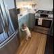 Curious Explorer in the Modern Kitchen