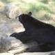 A Thoughtful Pause: Black Bear at SF Zoo