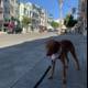 A Canine Stroll through San Francisco