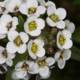 Geranium Blossoms in Macro
