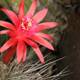 Bright Red Cactus Flower in Bloom