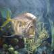 Yellow-eyed Surgeonfish in Coral Reef Aquarium