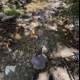 Creekside Contemplation