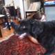 Black Labrador Retriever lounges on Hardwood Rug