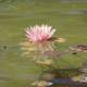 Serenity in Bloom