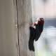 Red and Black-headed Woodpecker