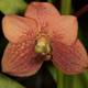 Orange Orchid with Brown Spots