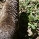 Curious Otter in the Wilderness