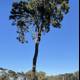 Majestic Pine Tree in Golden Gate Park