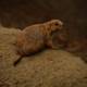 Prairie Dog Ponderings at the SF Zoo