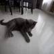 Lazy Gray Cat on Hardwood Flooring