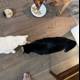 Furry Friends Feast on a Wooden Floor