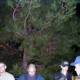 Nighttime Gathering Around a Tall Pine Tree