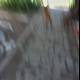 Blurry Pup on Altadena Sidewalk