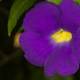 Geranium with Vibrant Purple Petals