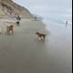 Four Dogs on a Beach Adventure
