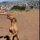 The Vizsla and the Treat on Top of Bernal Heights