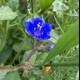 Blue Geranium Blossom in the Greenery