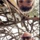 Branches and Smiles