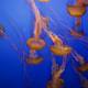 Ballet of the Deep: Jellyfish in Motion