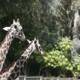Up Close and Tall: Three Majestic Giraffes at the Zoo