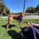 Purple Bandana Pup enjoys SF summer