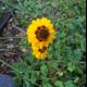 Sunny Treasure Flower in Altadena Field