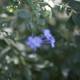 Blue Geranium Flower on Branch