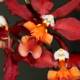 Vibrant Colors of a Red and Orange Orchid