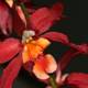 Vibrant Red Orchid Blooms