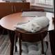 White Cat Taking a Nap in Front of a Dining Table