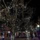 Illuminated Tree in Santa Fe Plaza