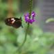 Majestic Butterfly Basking on a Purple Geranium