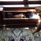 Dog and Cat Encounter in Altadena Home