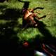Grassy Frolic: A Dog's Joyful Romp in Dolores Park