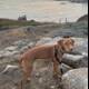 Leashed Dog on Rocky Hillside overlooking the Pacific Ocean