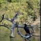 Cormorant perched on tree branch in Stow Lake