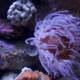 Dive into the Psychedelic Underwater World: Monterey Bay Aquarium, 2023